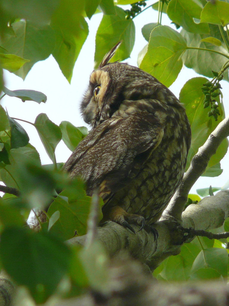 Long-eared Owl