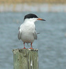 Forster's Tern