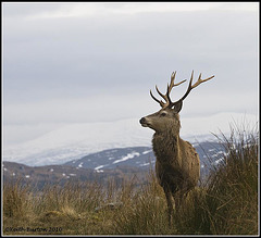 Stag - Tomdoun