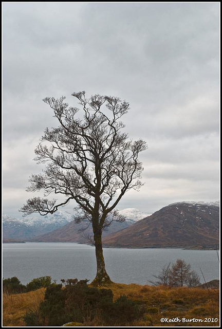 Lone Tree, Tomdoun