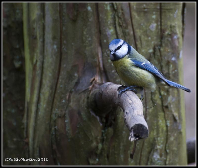 Blue Tit