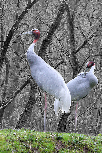 Saruskranische (Leintalzoo Schwaigern)