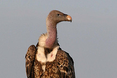 Even vultures are beautiful