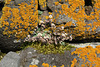 Sedum dasyphyllum (2)