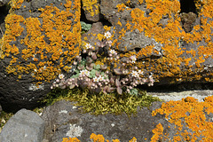 Sedum dasyphyllum (2)