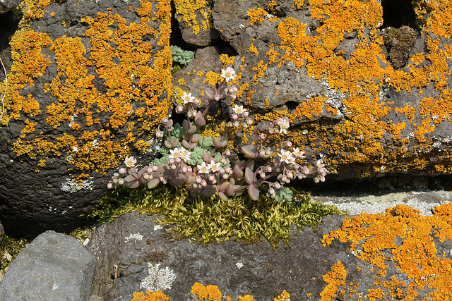 Sedum dasyphyllum (2)