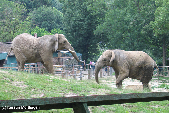 Afrikanische Elefanten (Opel-Zoo)