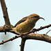 Sunbird (female)