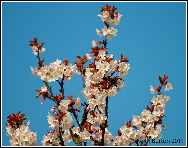 Spring is blossoming!