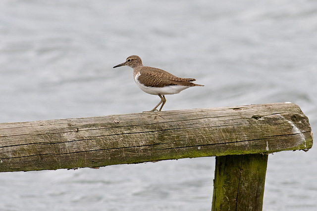 Common Sandpiper