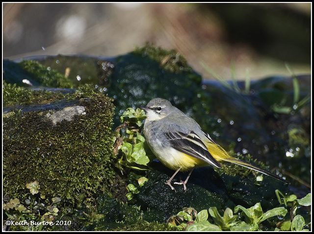 Yellow Wagtail