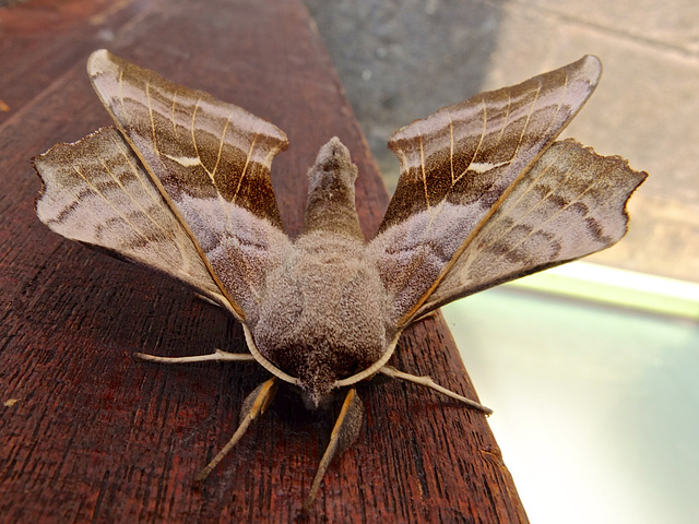 Poplar Hawk Moth