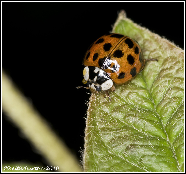 Ladybird