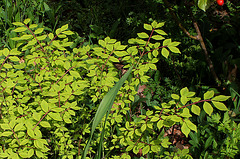 Euonymus alatus compactus