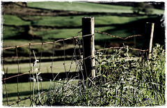 Fence