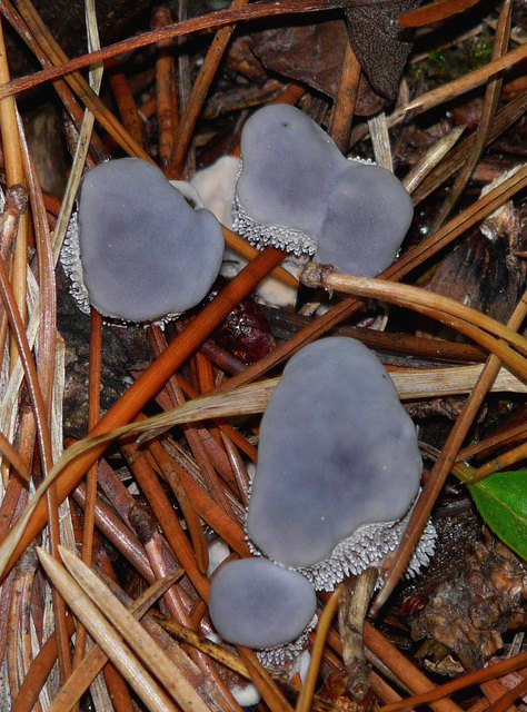 Blue fungus!