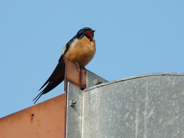 Barn Swallow