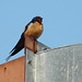 Barn Swallow