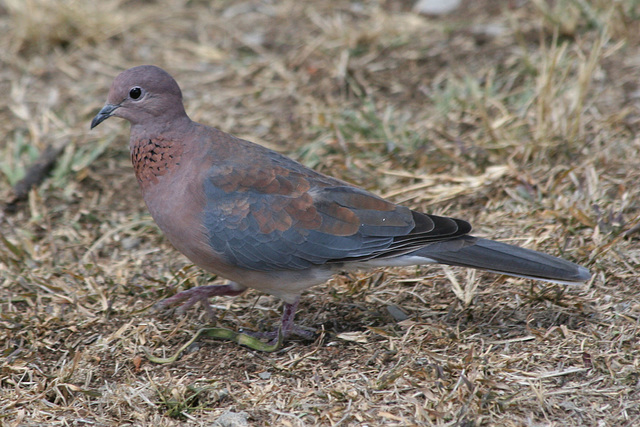 Laughing Dove