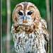 British Wildlife Centre