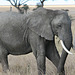Old tusker