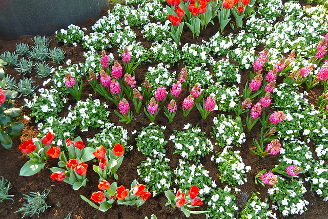 Keukenhof 2012 – Flowers