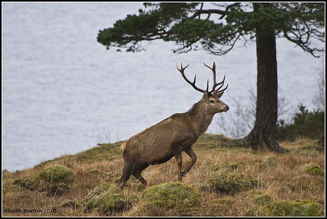 Stag, Tomdoun