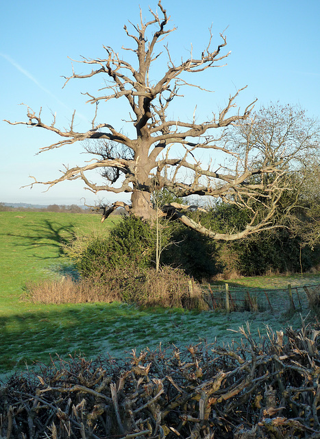 Dead Tree