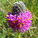 Purple Prairie-clover
