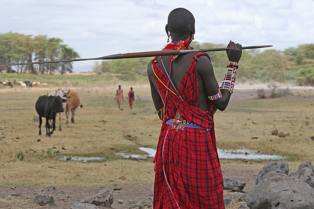 Guarding the cattle