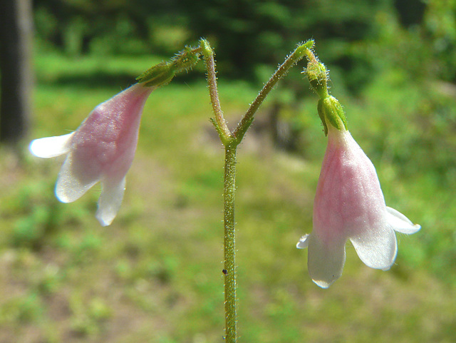 Twinflower