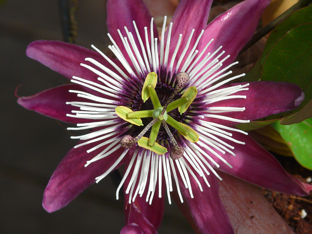 Passionflower