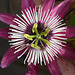 Passionflower