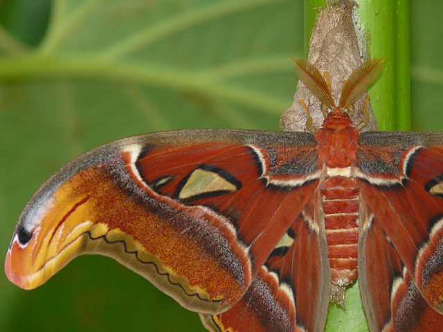 Atlas Moth