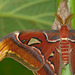 Atlas Moth