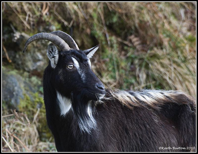 Wild Goat - Glenshiel Scotland