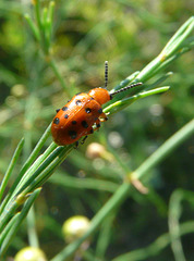 A Ladybug wannabee