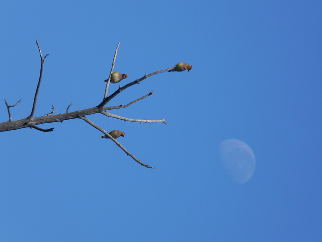 Singing to the Moon