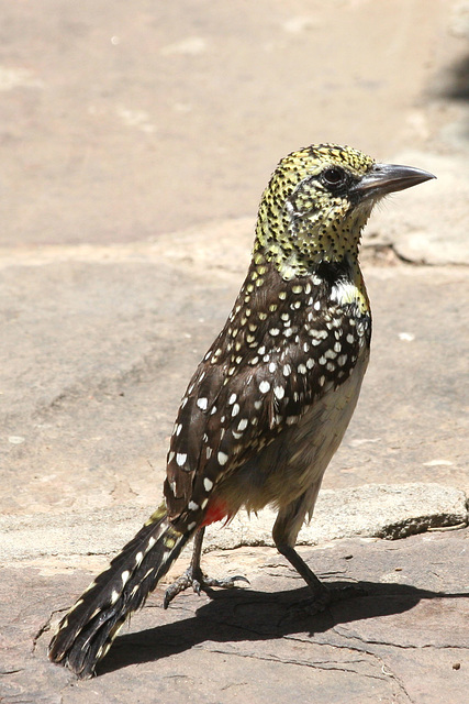 D'Arnaud's Barbet