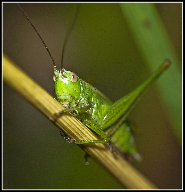 Bush Cricket