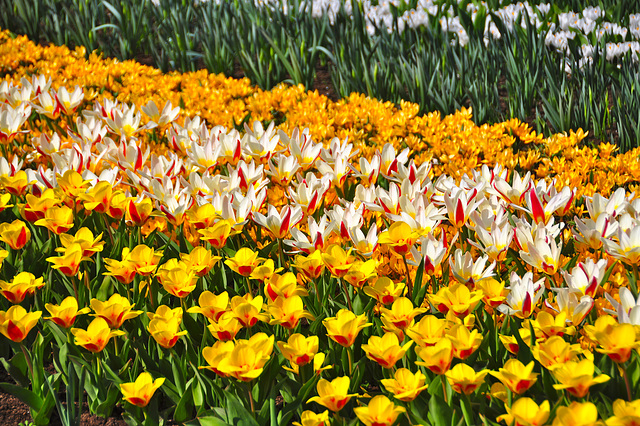 Keukenhof 2012 – Tulips
