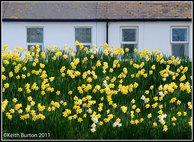 Springtime daffodils