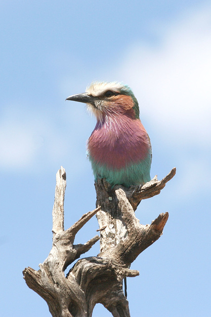 Lilac breasted roller