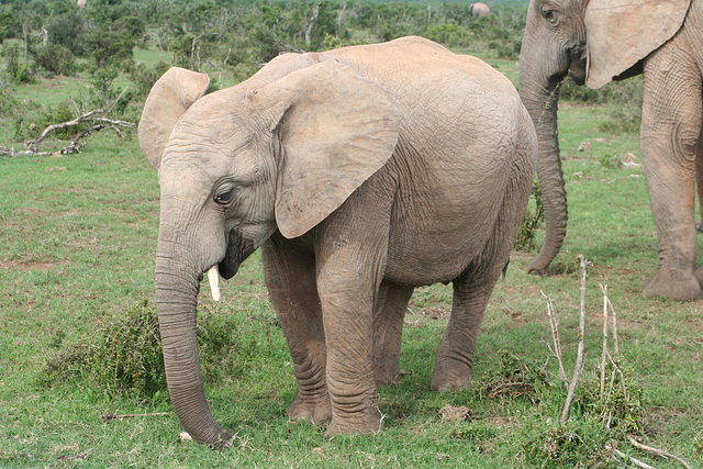 Young elephant