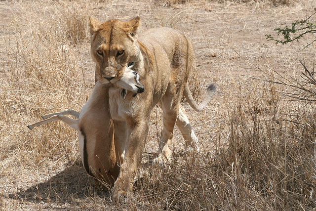 Bringing dinner home to the pride