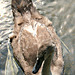 A young mute swan  (cygnet)