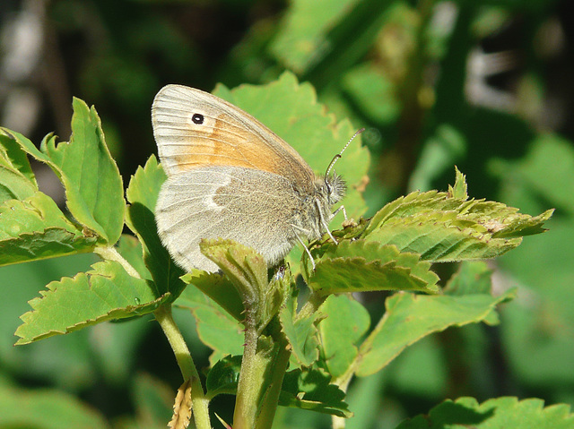 Inornate Ringlet