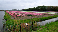 Flower bulb fields and Swan