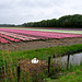 Flower bulb fields and Swan