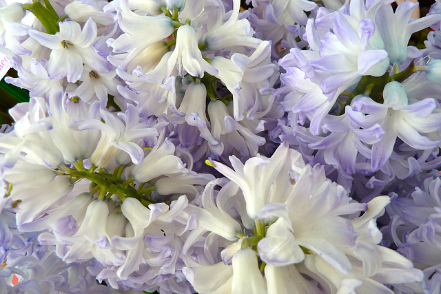 Keukenhof 2012 – Hyacinth